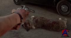  / Cujo