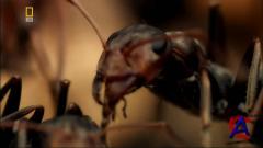 NG -   /   / Insect wars