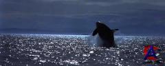  / Free Willy