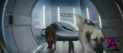   :    / Cats & Dogs: The Revenge of Kitty Galore
