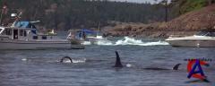   2:   / Free Willy 2: The Adventure Home