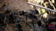 NG -   /   / Insect wars