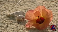  / Maldives: Scattering Diamonds