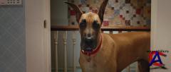  / Marmaduke
