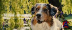  / Marmaduke