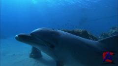      / Dolphins In The Deep Blue Ocean