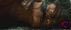   3 / Ong Bak 3