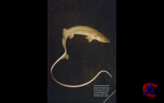 National Geographic 8 ( 2010)