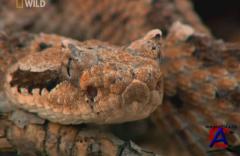 NG -   :     / Worlds Deadliest Animals: Deserts to Grassland