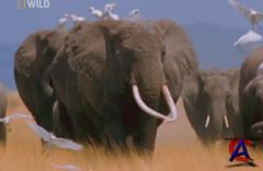 NG -   :     / Worlds Deadliest Animals: Deserts to Grassland