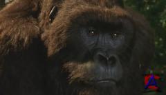    / Mighty Joe Young