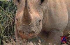 NG -   :     / Worlds Deadliest Animals: Deserts to Grassland