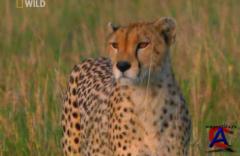 NG -   :     / Worlds Deadliest Animals: Deserts to Grassland
