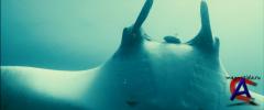  / Oceans [HD]