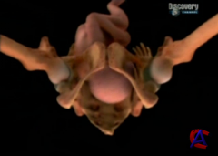 Discovery -  :   / Body spectacular: Anatomy of Sex