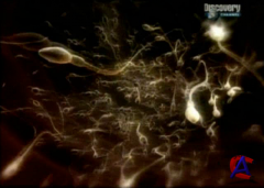 Discovery -  :   / Body spectacular: Anatomy of Sex