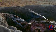 ANIMAL -  :   / Wild Asia: Island Magic
