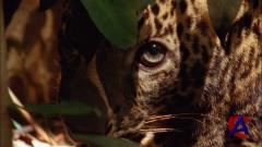 ANIMAL -  :   / Wild Asia: Island Magic