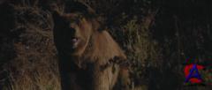  / Bear