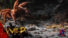 NG -     / Worlds Deadliest Animals