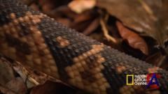 NG -     / Worlds Deadliest Animals
