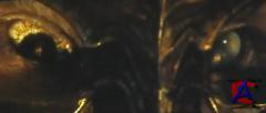    / Legend of the Guardians: The Owls of GaHoole