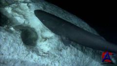 BBC:   / Blue Planet, The