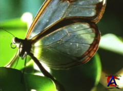 BBC:  .  / Alien Empire