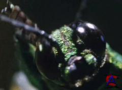 BBC:  .  / Alien Empire