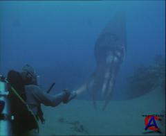BBC:     / Sea Monsters: A Walking with Dinosaurs Trilogy