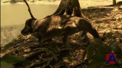 BBC:     / Walking with Prehistoric Beasts