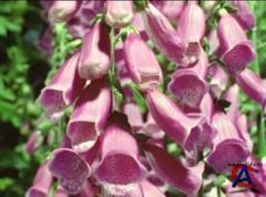 BBC:    / Private Life of Plants, The