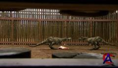 BBC:   / Prehistoric Park