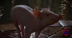:    / Babe: Pig in the City