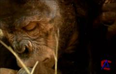 BBC:     / Walking with Cavemen