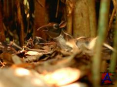 BBC:    / Walking with Beasts