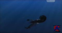 ANIMAL -   / Animal Planet: Animal Armageddon