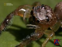 NG -     / Spider Power