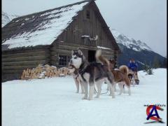   / Snow Dogs