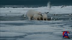 NG -    ( ) / Arctic Tale