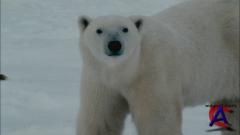 NG -    ( ) / Arctic Tale