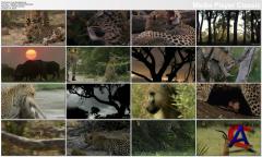 NG -   / Eye Of The Leopard
