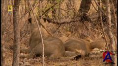 NG - - / Lions Behaving Badly