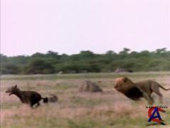 NG -  :    / Eternal Enemies: Lions and Hyenas