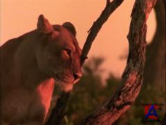 NG -  :    / Eternal Enemies: Lions and Hyenas