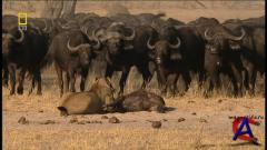 NG - - / Lions Behaving Badly