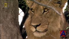 NG - - / Lions Behaving Badly