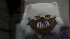   :    / Cats & Dogs: The Revenge of Kitty Galore