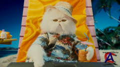   :    / Cats & Dogs: The Revenge of Kitty Galore