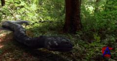  3:   / Anaconda III